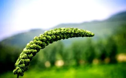 fără