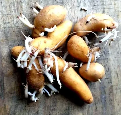 kihajtott