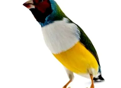 madár