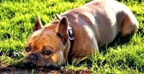 amit bulldog