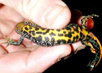 tritonului tritonului