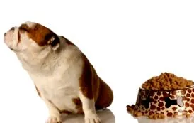 Royal Canin