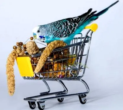 pentru budgie