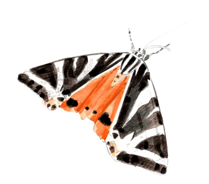esznek