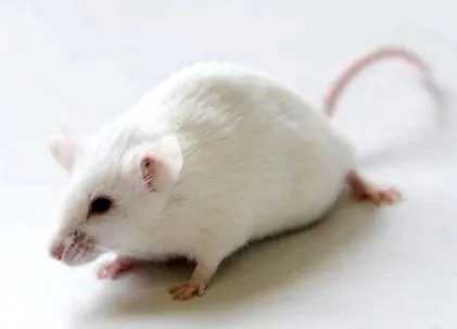 eteti
