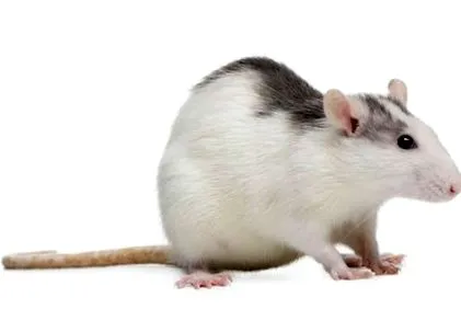 patkány
