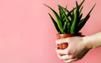 aloe