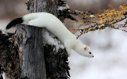 ласкою