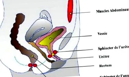 hüvelyesés