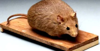 dieta