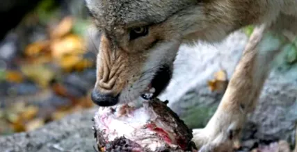 atunci când loup