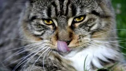 maine Maine Coon