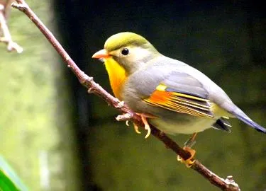 iothrix