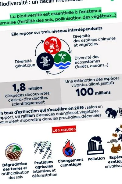 observație