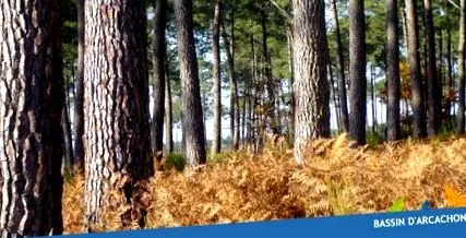 forestier