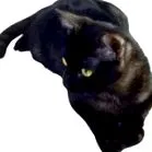 macskád