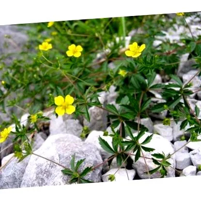 organică phytonut