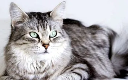 siberian