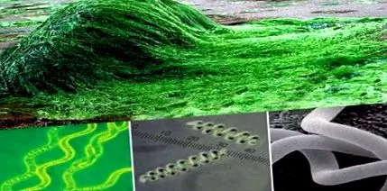 spirulina