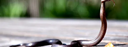 snake