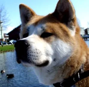 akita