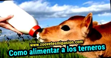 etetése