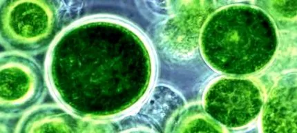 alga