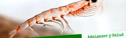 krill
