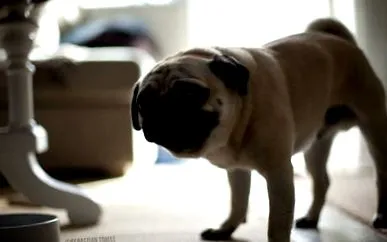 mopsz