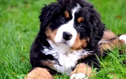 лаймска кучета