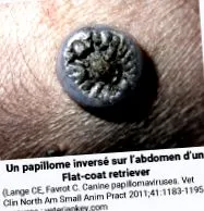 câinilor