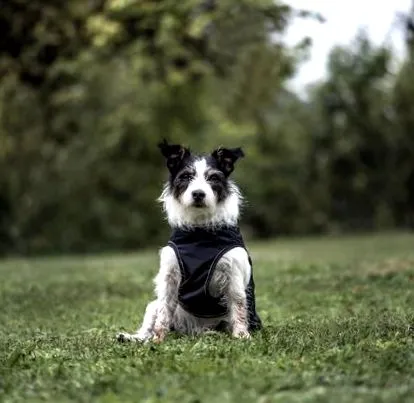 boldog