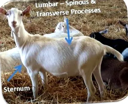 kecske testállapotának