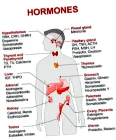 hormoni