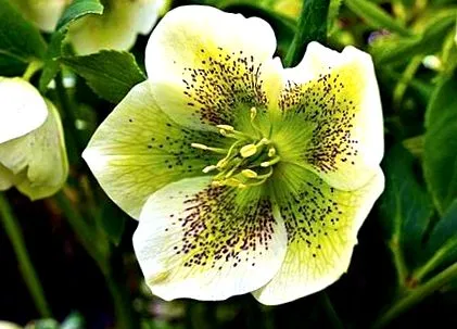 hellebore előnye