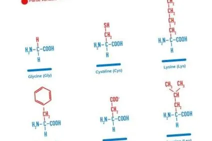 proteine
