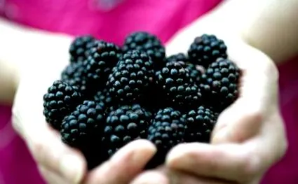 fructe