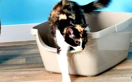 котів