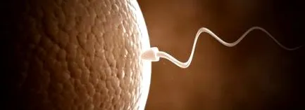 sperma sperma