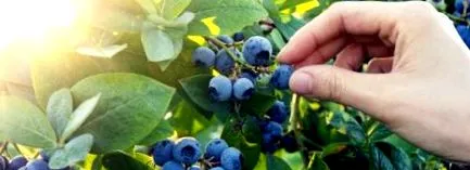 áfonya antioxidáns