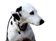 білками