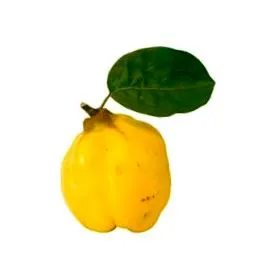 vagy Cydon