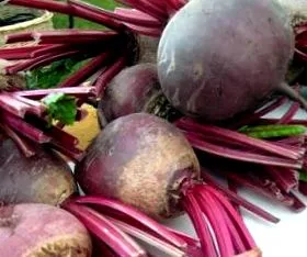 Beta vulgaris