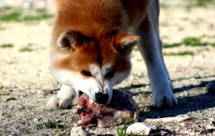 akita