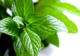aromás aromás