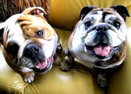 bulldog