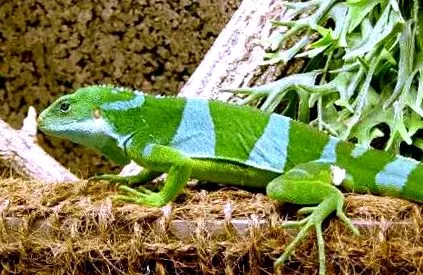 brachylophus