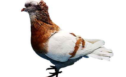 sbal хранете