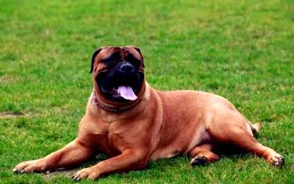 bullmastiff
