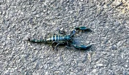 scorpions